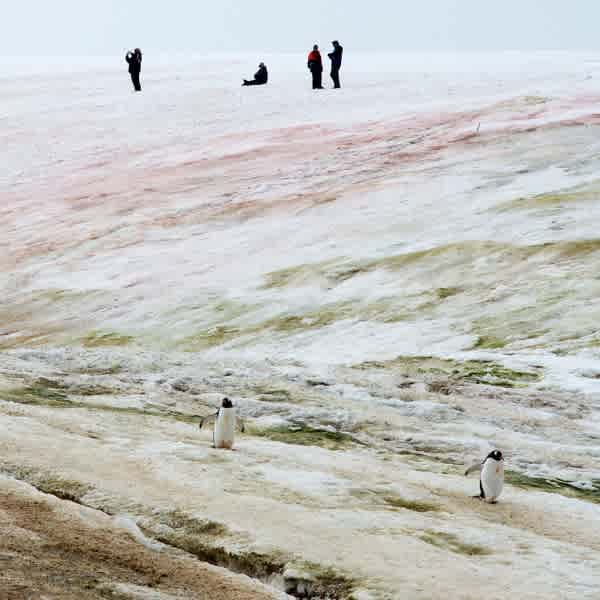Kippelement Ostantarktischer Eispanzer, Foto eines Eisfelds mit Pinguinen